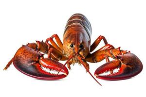 Homard isolé sur blanc arrière-plan.génératif ai. photo