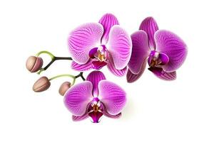 violet orchidée fleurs isolé sur blanc arrière-plan.génératif ai. photo