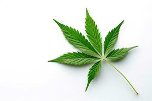 cannabis feuilles sur blanc arrière-plan.génératif ai. photo