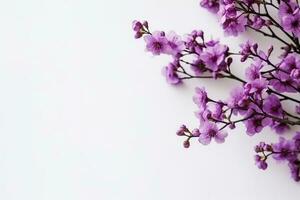 violet fleurs branche sur blanc arrière-plan.génératif ai. photo