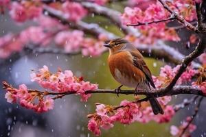 oiseau sur Sakura branche avec pluvieux photo