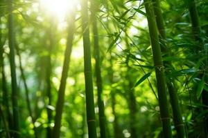 abstrait brouiller bambou forêt avec lumière du soleil photo