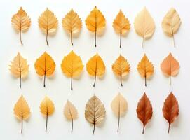 collection de feuilles d'automne photo