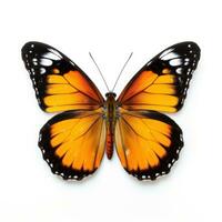 magnifique papillon isolé photo