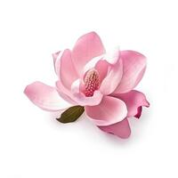 rose magnolia fleur isolé photo