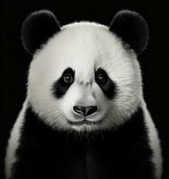 Panda ours, Panda visage photo