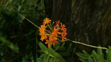 Saraca asoca, Asoka végétaux, d'habitude appelé flamme de le bois photo