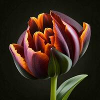 une magnifique tulipe sur noir arrière-plan, Haut voir, ai génératif photo