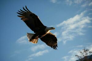 majestueux Aigle monte en flèche par une à couper le souffle magnifique bleu ciel ai généré photo