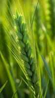 vert orge pointe fermer, vert blé, plein grain, proche en haut de un oreille de vert blé, ai génératif photo