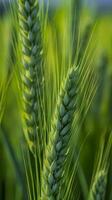 vert orge pointe fermer, vert blé, plein grain, proche en haut de un oreille de vert blé, ai génératif photo