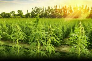 marijuana Floraison les plantes la nature de ferme champ avec vert. neural réseau ai généré photo