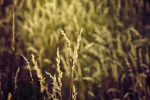 d'or été sauvage herbe dans le éternel chaud doux Soleil photo