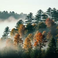 brumeux Matin avec des arbres en changeant couleurs. photo