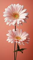 marguerites sur une rose Contexte photo