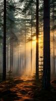 majestueux à feuilles persistantes pin forêt dans une brouillard à lever du soleil génératif ai photo