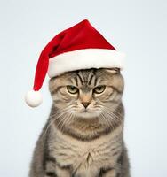 une mignonne noir chat dans Père Noël chapeau sur blanc Contexte génératif ai photo