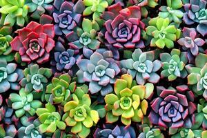 plantes succulentes arrière-plan, ai génératif photo