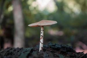 un champignon dans la forêt photo