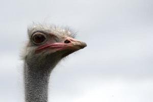 ferme d'autruches, un oiseau en gros plan photo