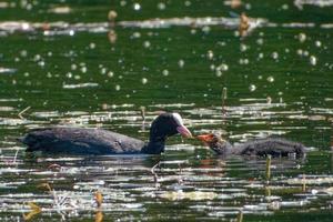 Foulque macroule est un membre de la famille des oiseaux rail et râle. photo