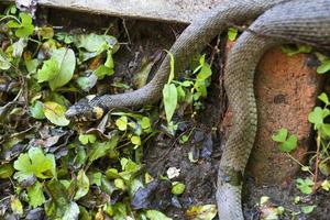 serpent à collier, couleuvre dans la nature, natrix natrix photo