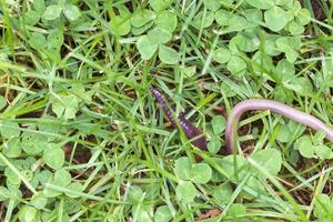 ver de terre utile dans la nature photo