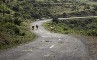 route de montagne avec des vaches en liberté