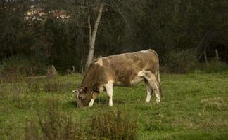 vaches paissant dans le champ portugais photo