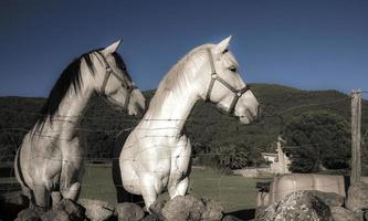 deux chevaux très expressifs photo