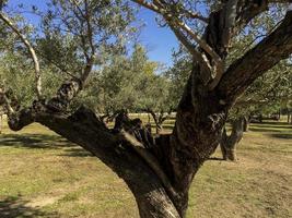 oliviers dans le parc casa de campo à madrid, espagne photo