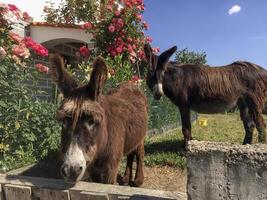 chevalets de sciage dans le jardin, portugal photo