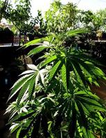 culture de cannabis sur une terrasse à madrid photo