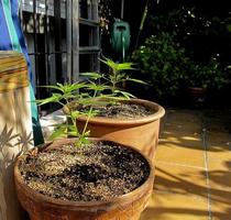 culture de cannabis sur une terrasse à madrid photo