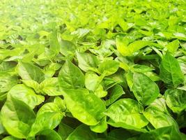 gros plan d'une plantation de légumes à salade dans une maison verte dans une ferme biologique