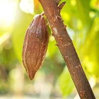 cacaoyer avec cabosses de cacao dans une ferme biologique