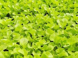 gros plan d'une plantation de légumes à salade dans une maison verte dans une ferme biologique
