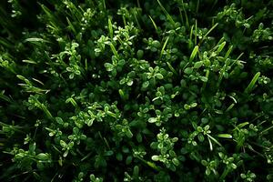vert luxuriant herbe sur une ensoleillé printemps journée. ai génératif photo