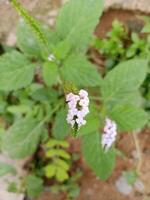 sangketan fleurs et vert feuilles, blanc sangketan fleurs photo