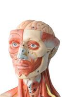 visage muscle Humain anatomie modèle avec transparent Contexte photo