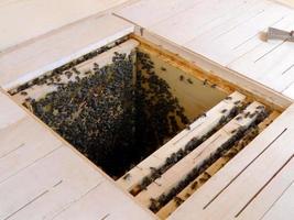texture hexagonale de fond, nid d'abeille de cire d'une ruche remplie d'abeilles