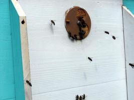 texture hexagonale de fond, nid d'abeille de cire d'une ruche remplie d'abeilles photo