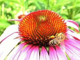 l'abeille ailée vole lentement vers la plante, recueille le nectar pour le miel sur le rucher privé photo