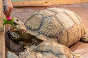 sulcata tortue en mangeant des légumes sur le en bois sol. c'est une populaire animal de compagnie dans Thaïlande. photo