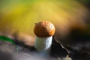 magnifique champignon dans le forêt. macro la photographie photo