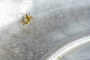 une petit araignée cette vies dans le herbe sur le métal sol. photo