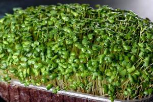 boîte avec des pousses fraîches de micro-radis verts pour ajouter des aliments sains aux plats