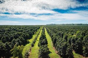 plantations de café boloven.laos photo