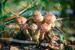 magnifique mon chéri champignons grandir dans le forêt, l'automne, champignons photo