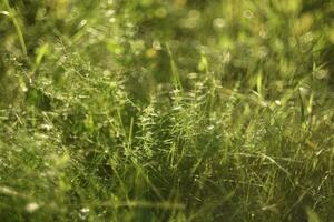 magnifique herbe avec se brouiller. vert végétation et reflets de le Soleil. photo